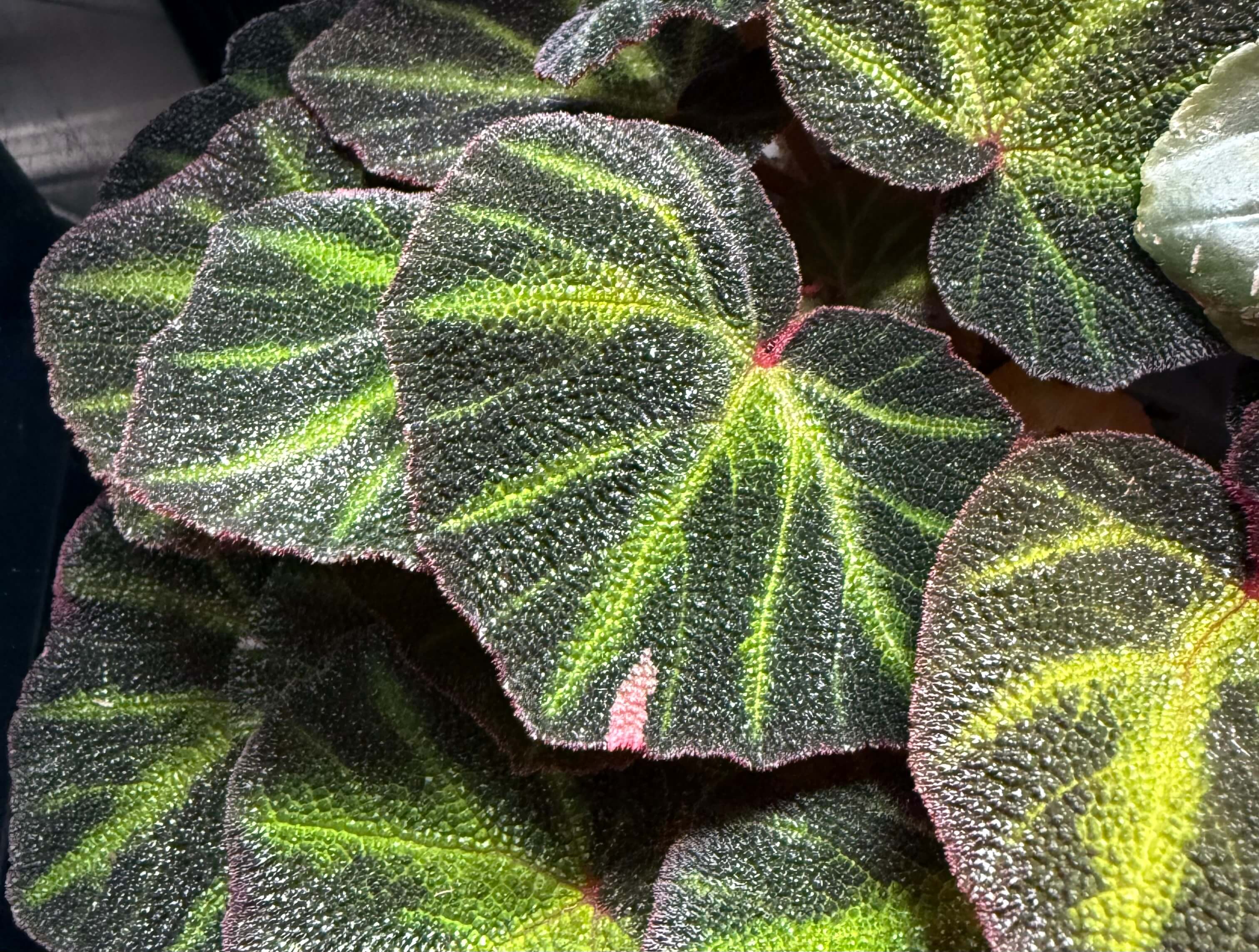Begonia solimutata leaves